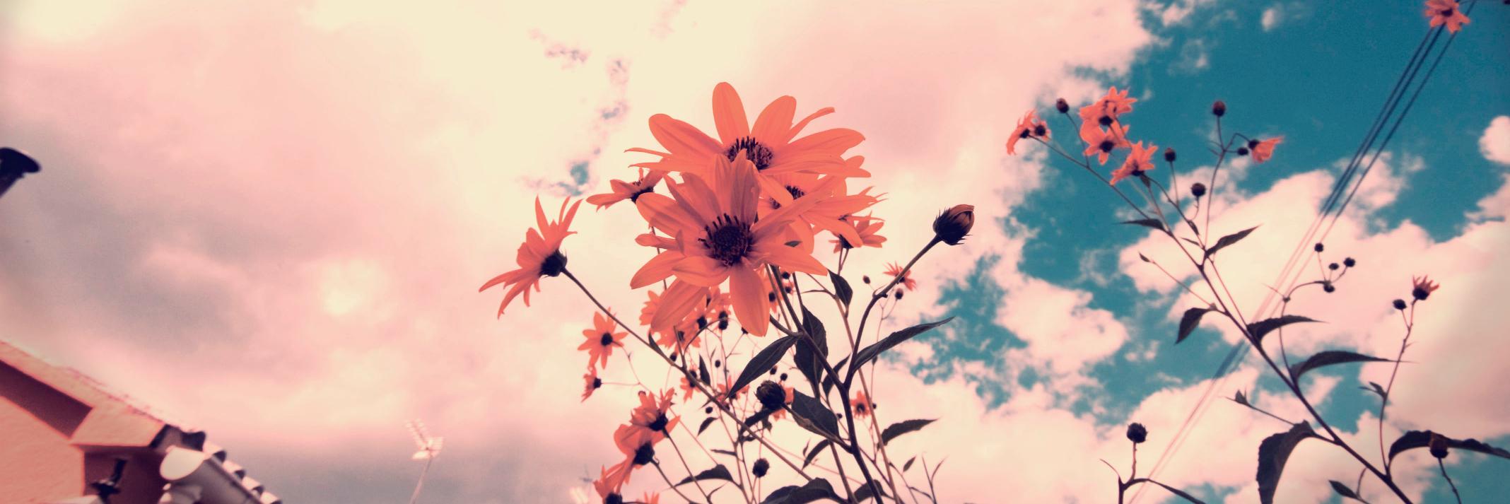 fiamaselene's profile banner image