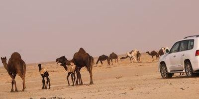 ظافر الناقول  banner
