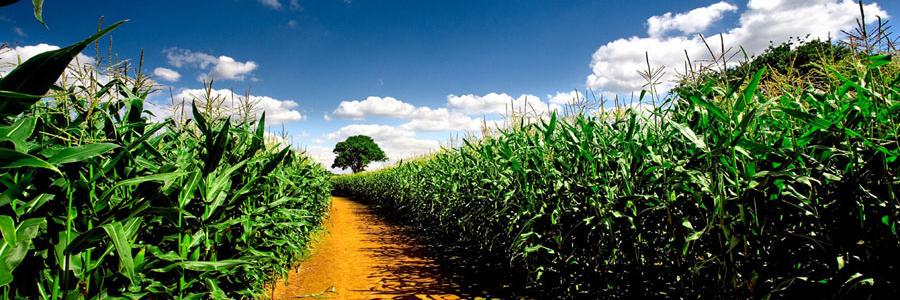 Top Crop banner
