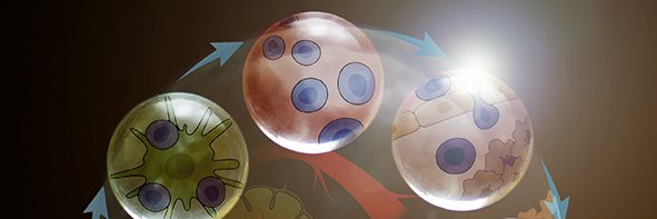 Immunity's banner