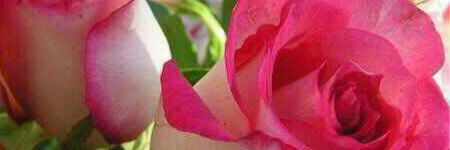 ShoSho8336's profile banner image
