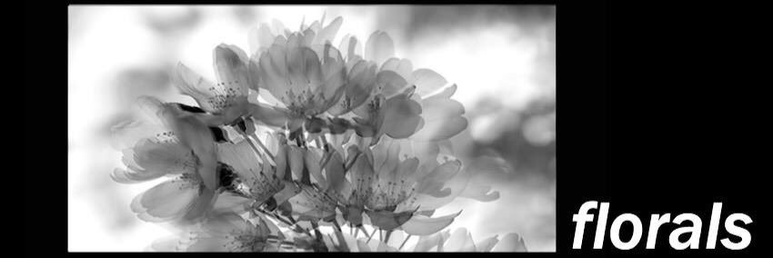 Florals780's profile banner image