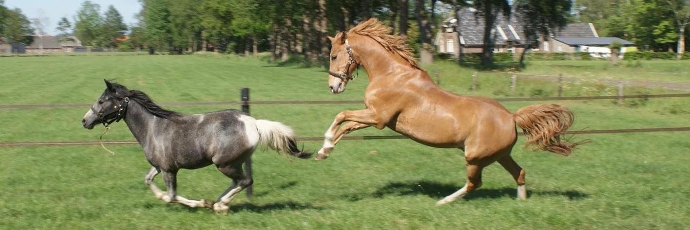 Juul Eggink - Smeets banner