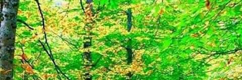 mhamoud218's profile banner image