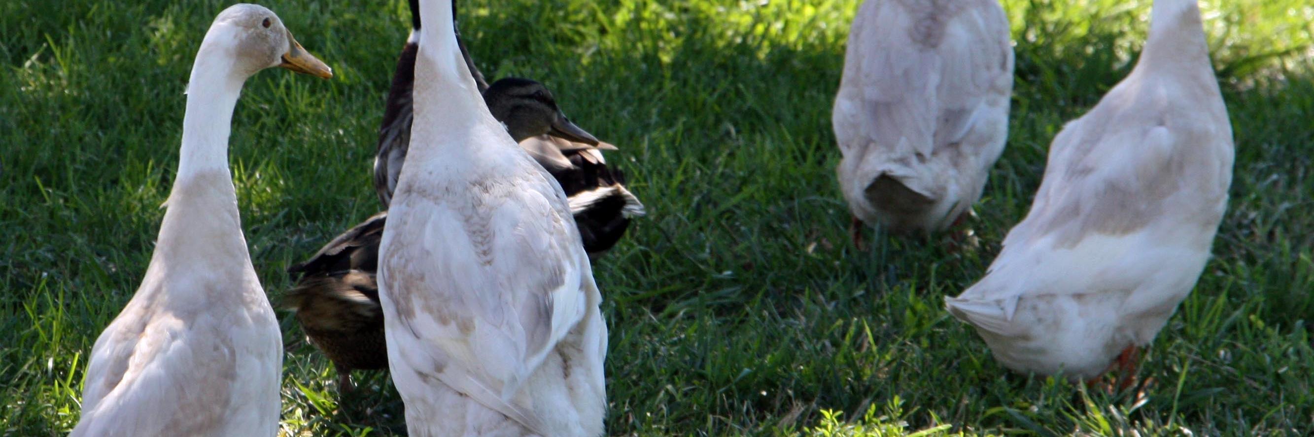 barsouk's profile banner image