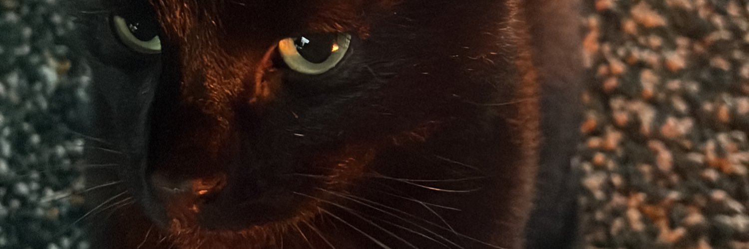 Bo_sempels's profile banner image