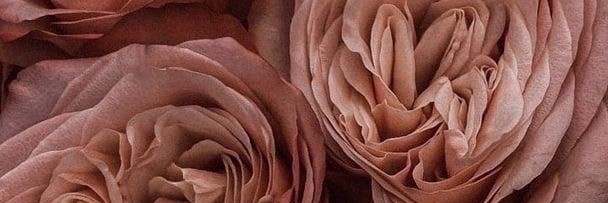 AnnPakhomenko's profile banner image