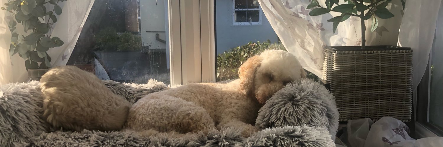 LeelooCockapoo's profile banner image