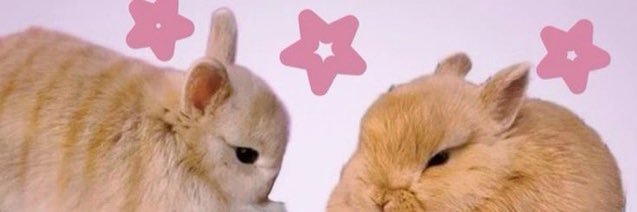 Bunny banner