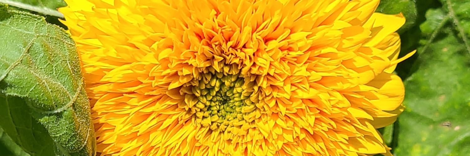 sunflower house banner