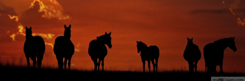 WildDaisy1111's profile banner image