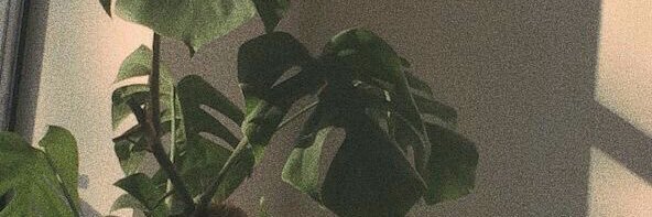 _taylorbroyles's profile banner image
