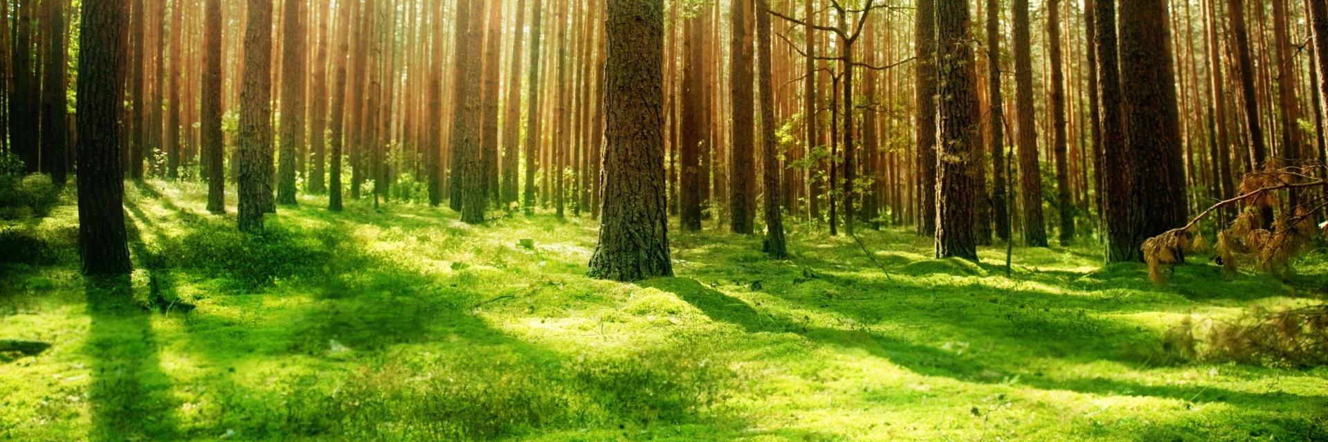 Raw_Lumberjack's profile banner image