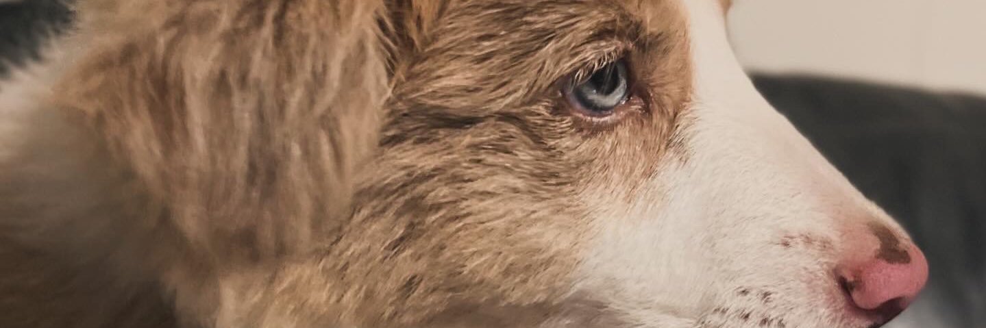 celodevita_'s profile banner image