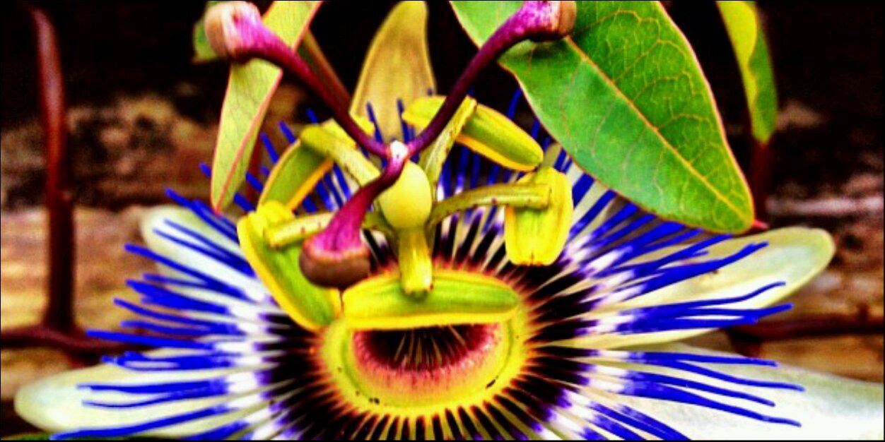 weebleface's profile banner image