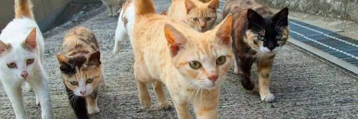 Vilan5666's profile banner image