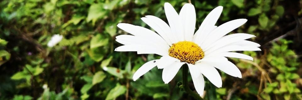 SoyMagu's profile banner image