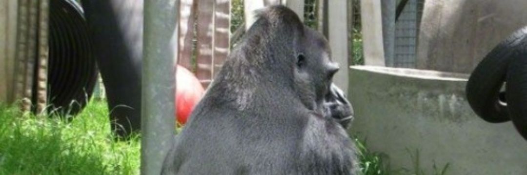 weird_idbus's profile banner image