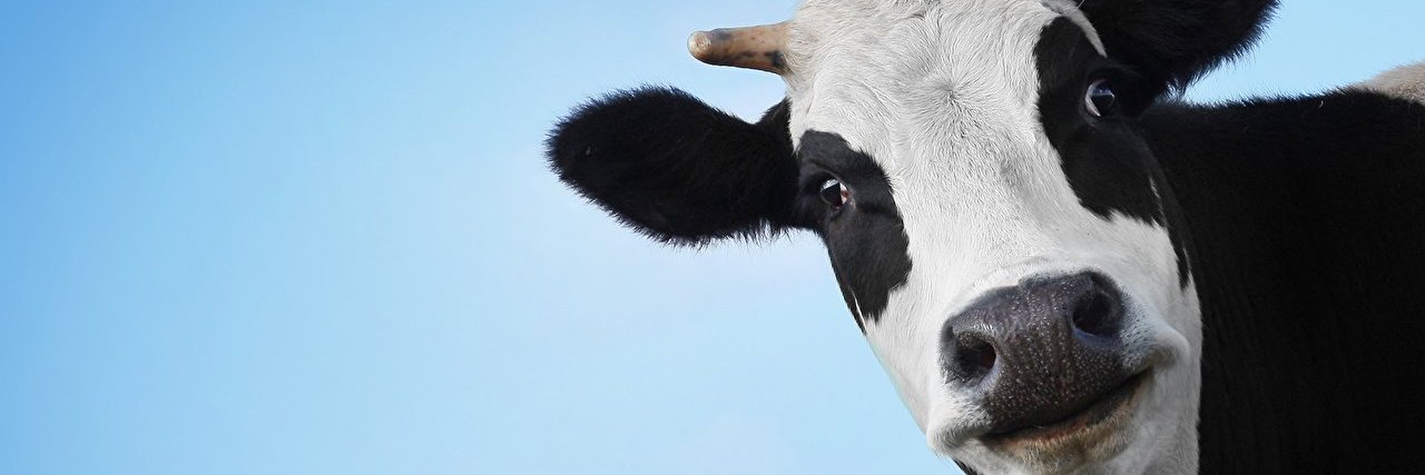 Rémy banner