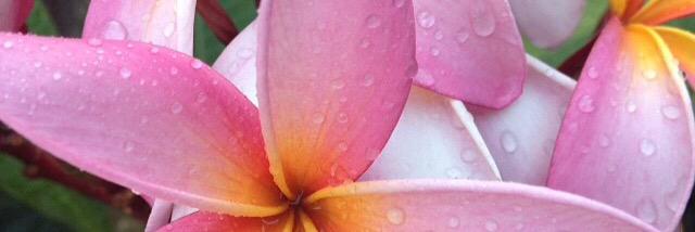mauiactcon's profile banner image