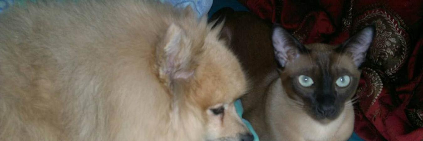 naomipom's profile banner image