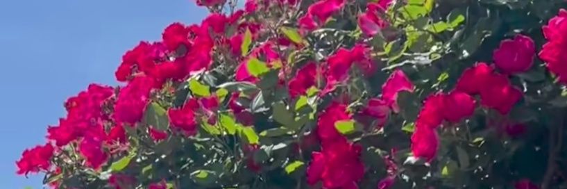 ROSE_PREM's profile banner image