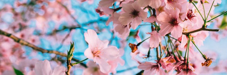 flowerghost888's profile banner image