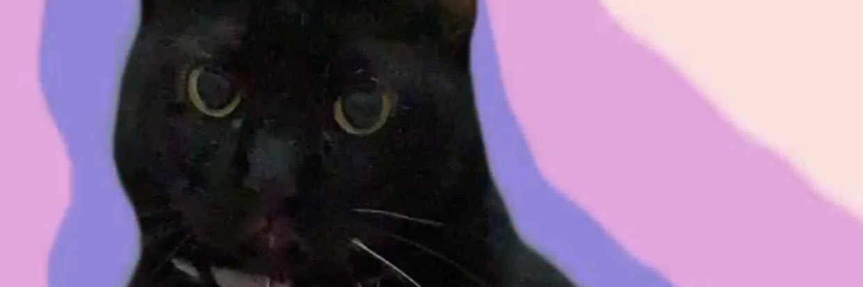 chingucicatomen's profile banner image