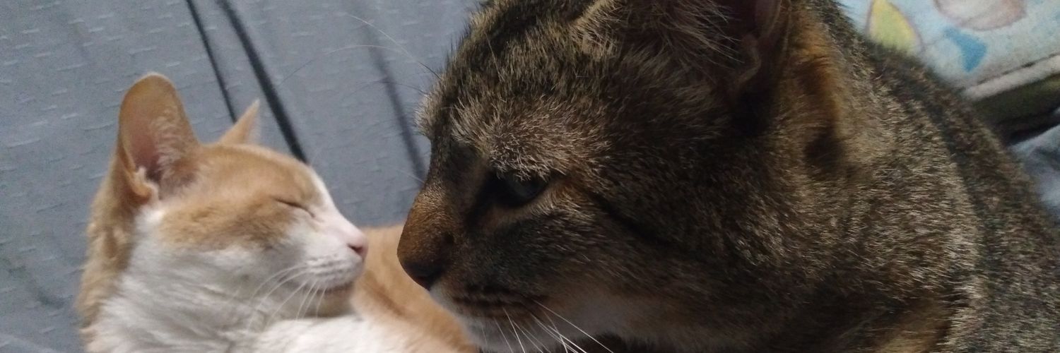 giuli_papa's profile banner image