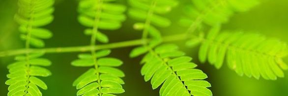 stpatsecoteam's profile banner image