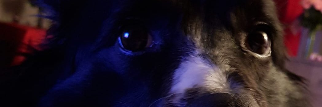 SatanicRandy's profile banner image