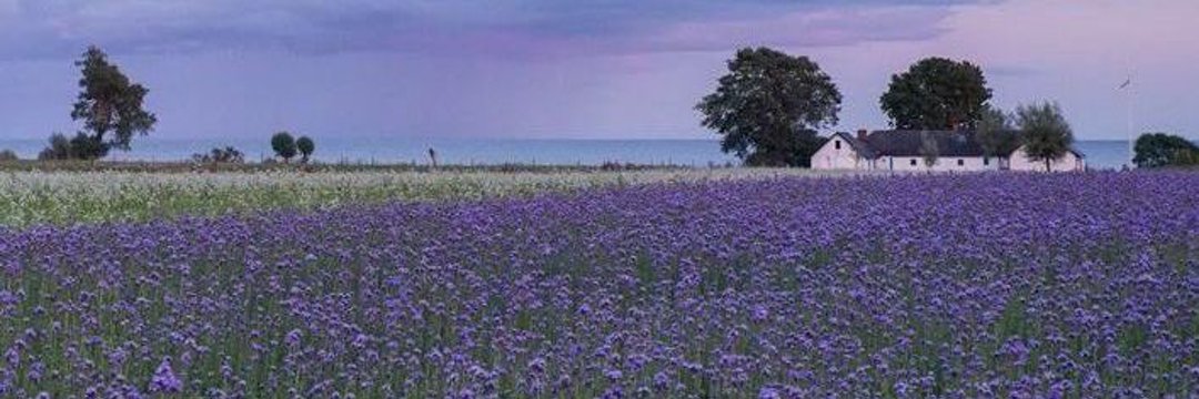 existentsous's profile banner image