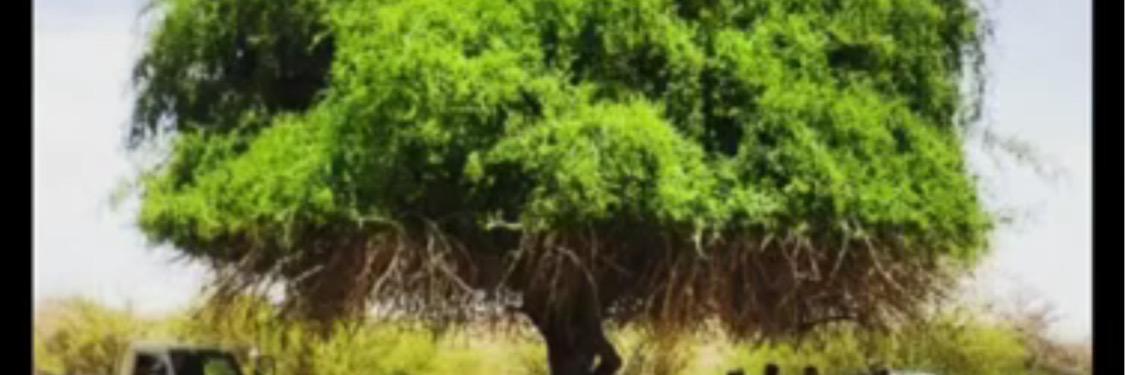 ابو بدر.الصنيج .طريب banner