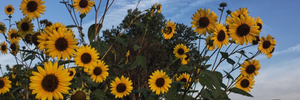 izzy_murphey's profile banner image