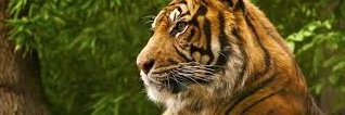 mms_tigers's profile banner image