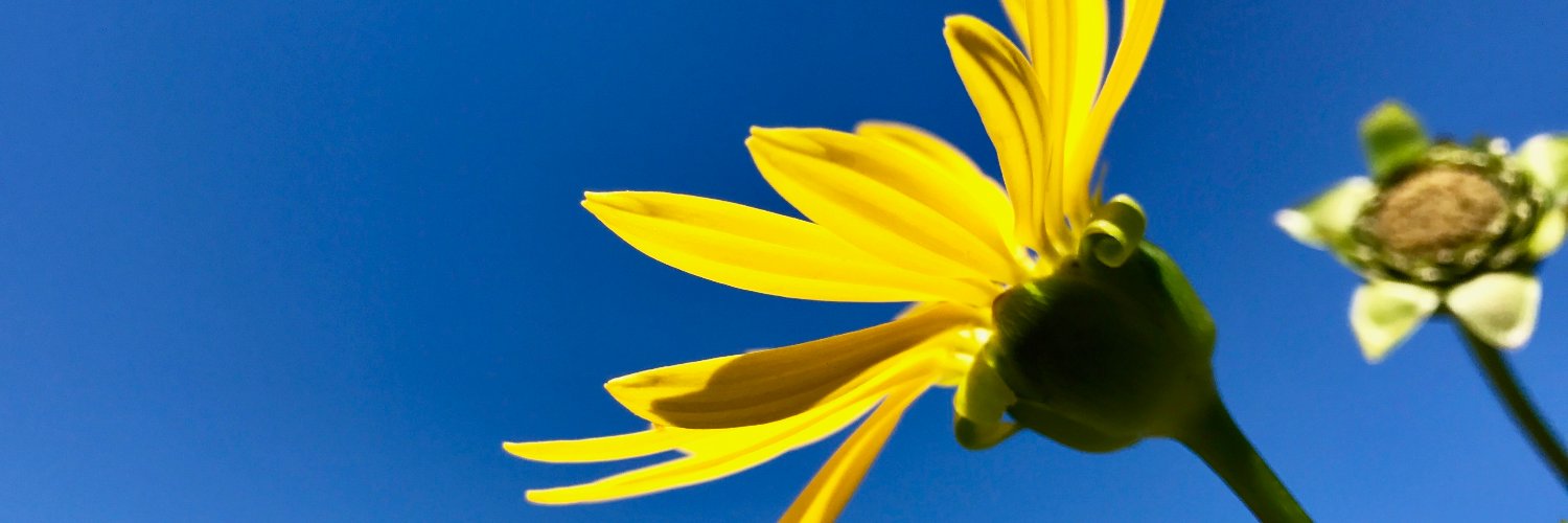 lgelfan's profile banner image