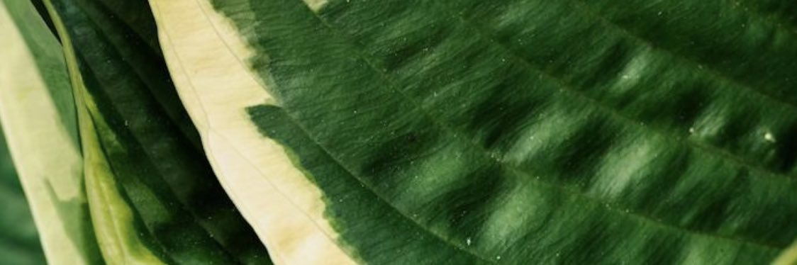 samxshaffer's profile banner image