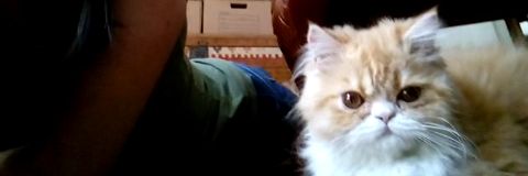 gp_danni's profile banner image