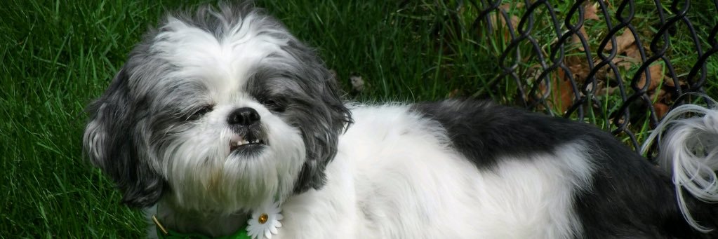 LittleMiissAsh's profile banner image