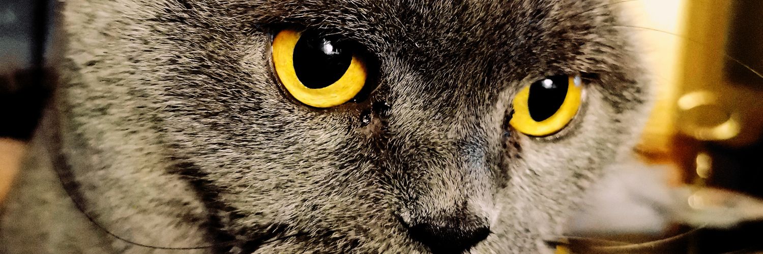 fr_grumml's profile banner image