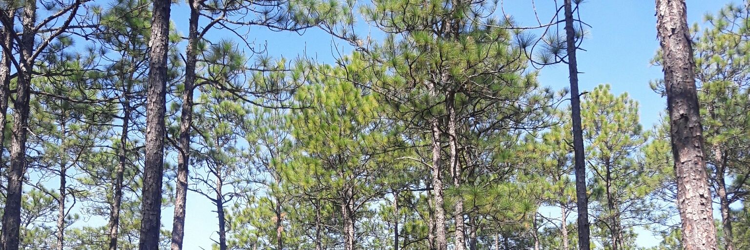 ThatForestChic's profile banner image