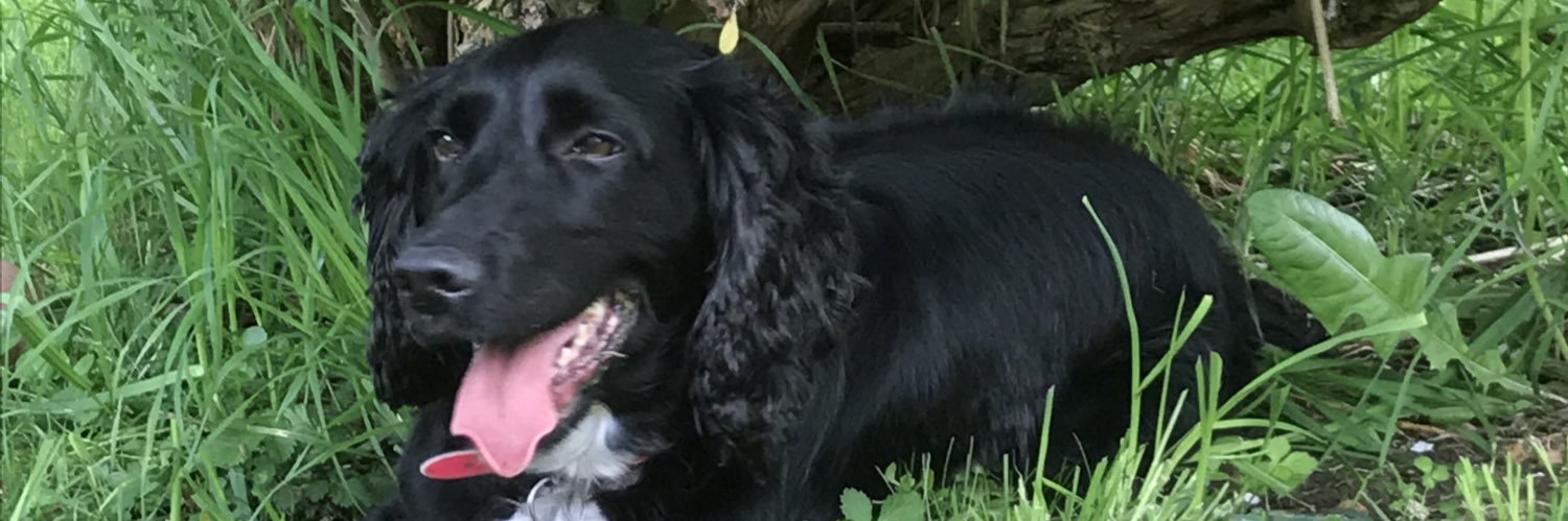 Chris Parkinson banner