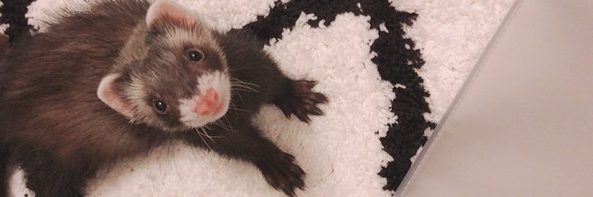 たるとたたん banner