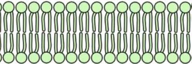 cell__membrane's profile banner image