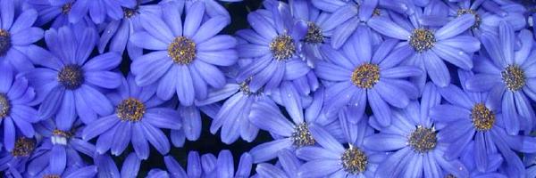 jmjyang Profile Banner