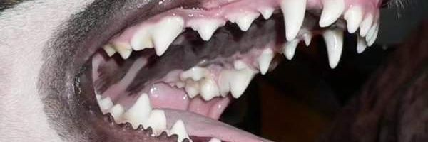 trash_monarch's profile banner image