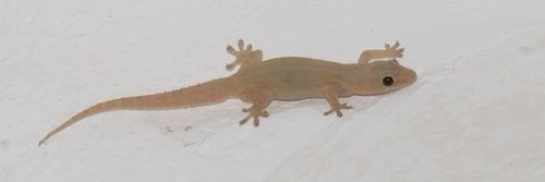 💜Slobberytech💜 banner