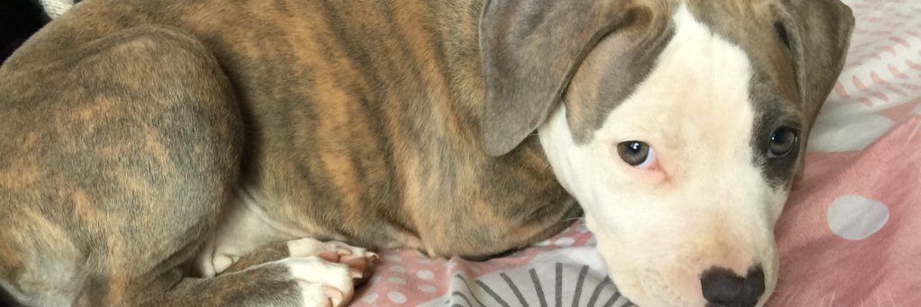 BrunooRusso1's profile banner image