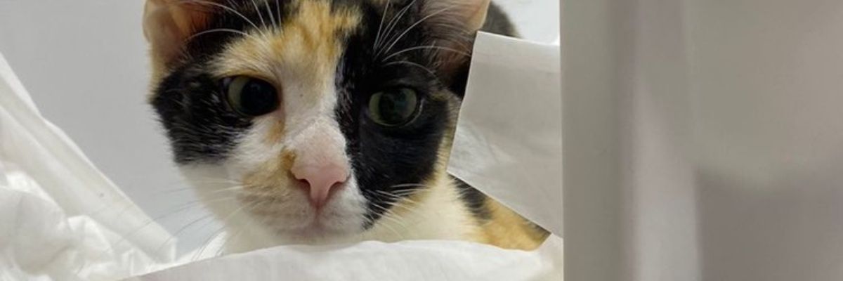 NOBAREBABY's profile banner image