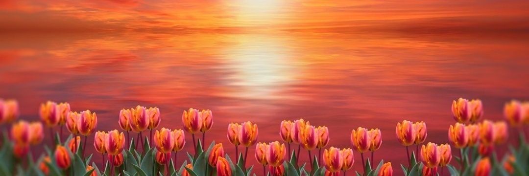 Zulma banner